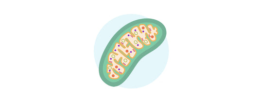 The female mitochondrial advantage