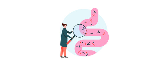 What happens to your gut in perimenopause & menopause
