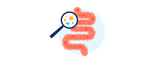 Tributyrin: the postbiotic that heals your gut lining