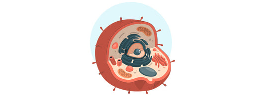 Spermidine: the autophagy-boosting longevity superstar